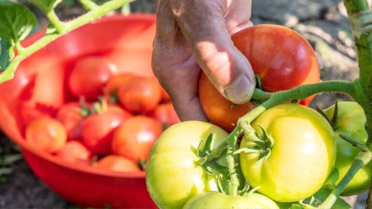 Zaraza ziemniaczana nie musi wejść w pomidory. Posadź obok naturalną ochronę