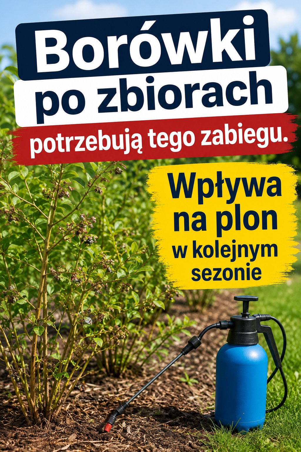 Borówki po zbiorach potrzebują tego zabiegu. Wpływa na plon w kolejnym sezonie