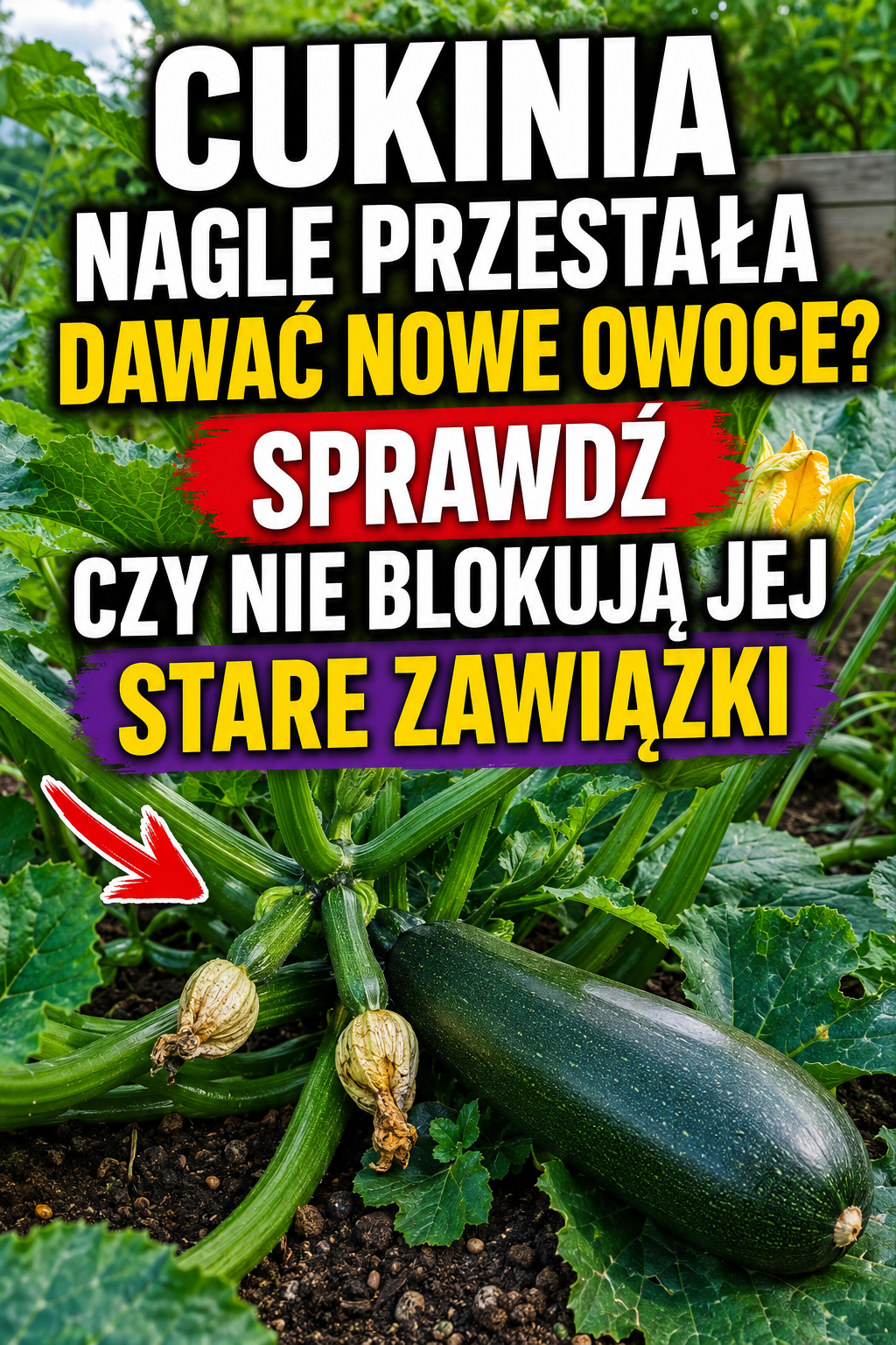 Cukinia nagle przestała dawać nowe owoce? Sprawdź czy nie blokują jej stare zawiązki