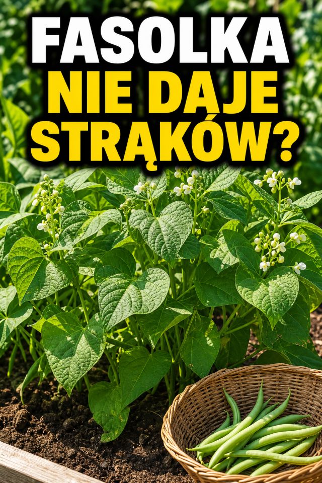 Fasolka przestała dawać strąki? Tak pobudzisz ją do kolejnego rzutu