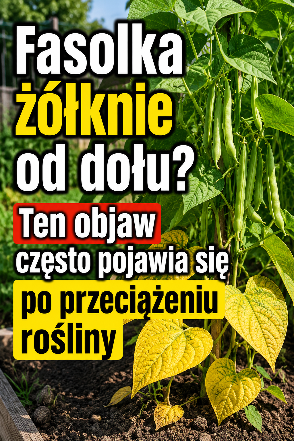 Fasolka żółknie od dołu? Ten objaw często pojawia się po przeciążeniu rośliny