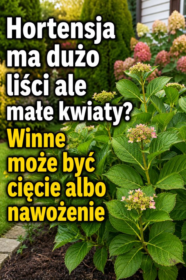 Hortensja ma dużo liści ale małe kwiaty? Winne może być cięcie albo nawożenie