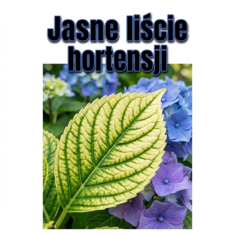 Hortensja ma jasne liście i zielone nerwy? To sygnał którego nie warto ignorować