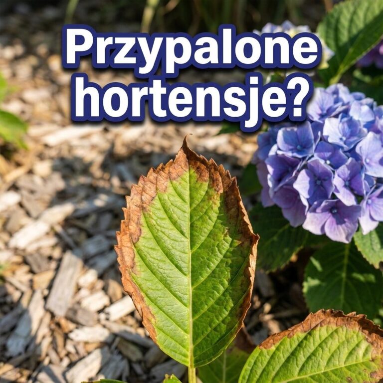 Hortensja ma przypalone brzegi liści? To nie zawsze brak wody jest największym problemem