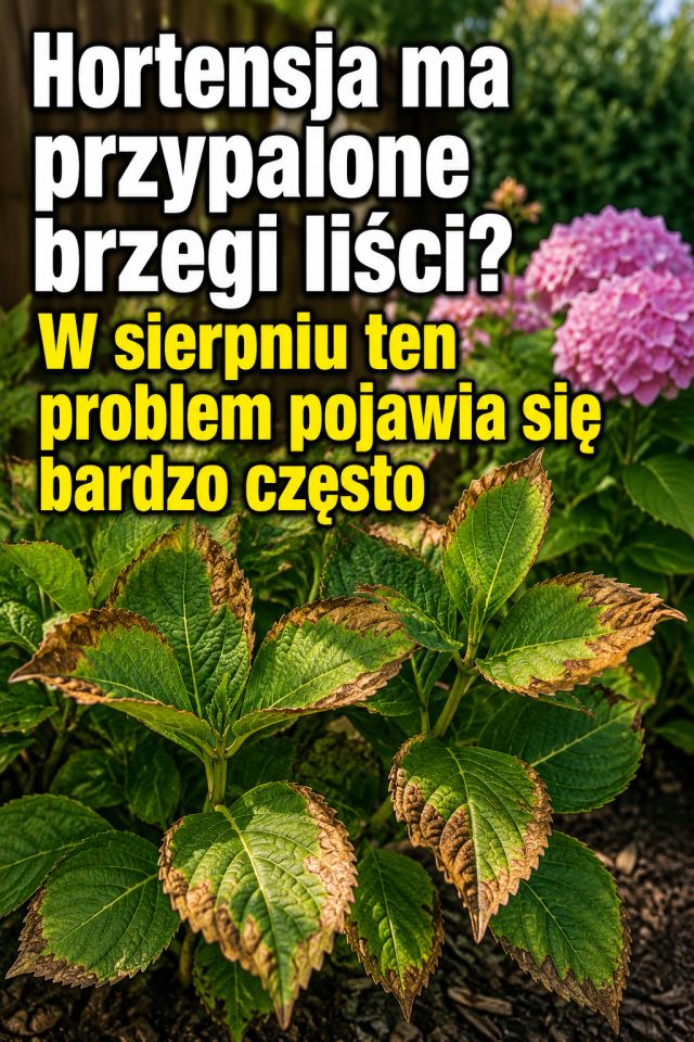Hortensja ma przypalone brzegi liści? W sierpniu ten problem pojawia się bardzo często
