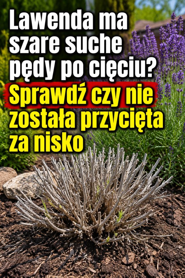 Lawenda ma szare suche pędy po cięciu? Sprawdź czy nie została przycięta za nisko