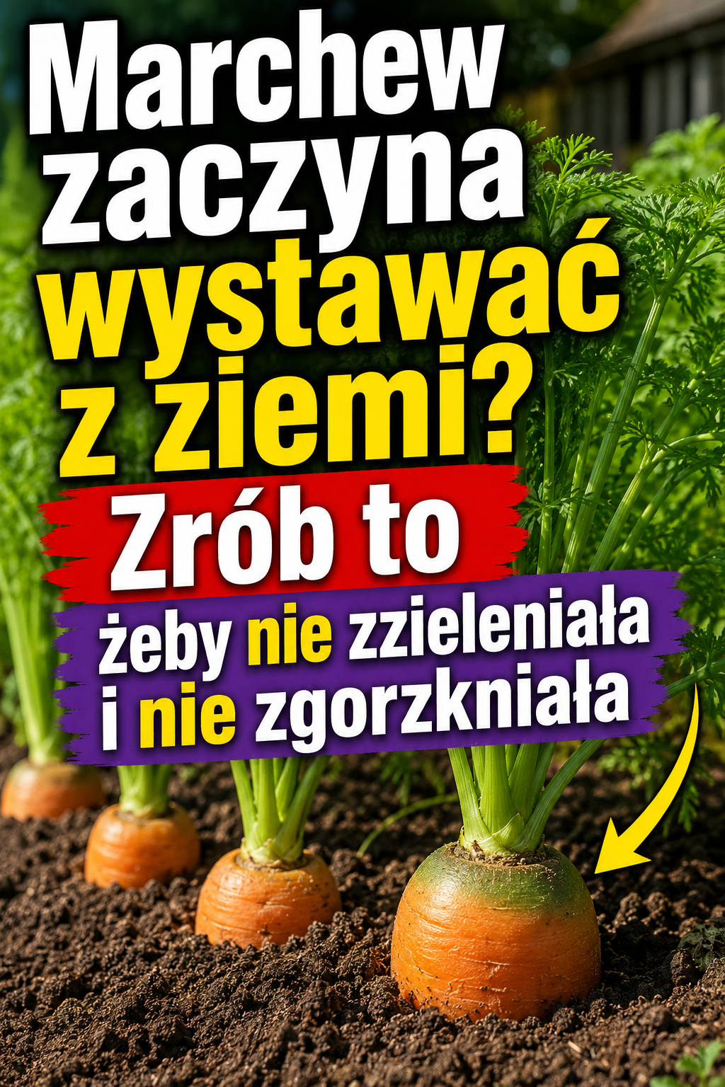 Marchew zaczyna wystawać z ziemi? Zrób to żeby nie zzieleniała i nie zgorzkniała