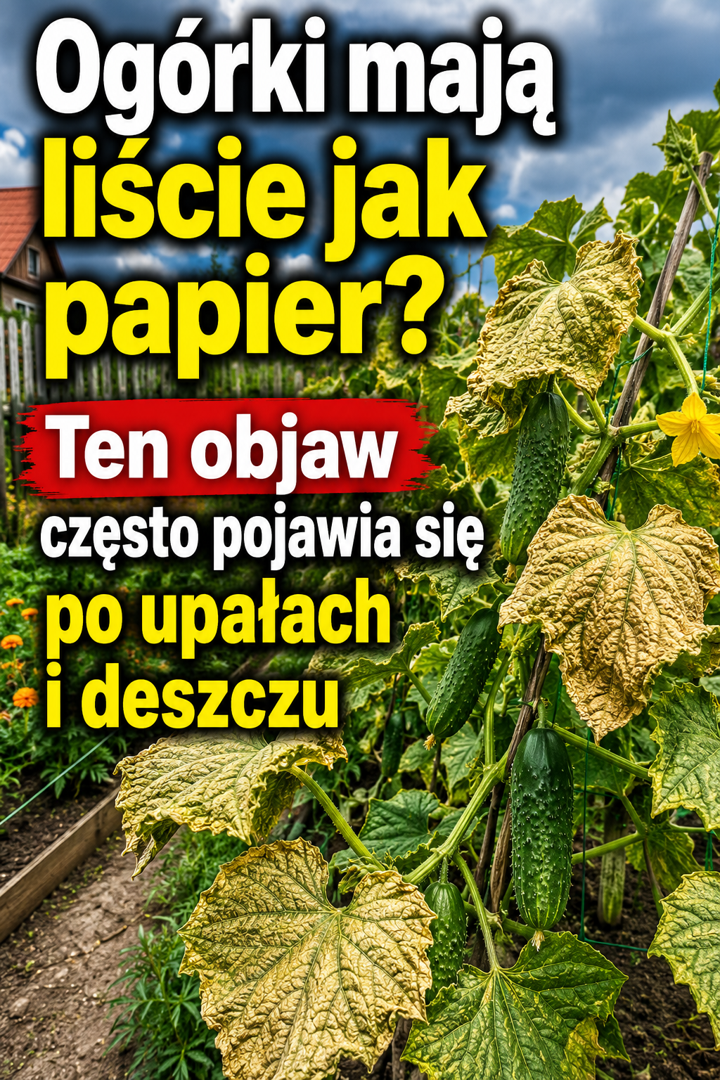 Ogórki mają liście jak papier? Ten objaw często pojawia się po upałach i deszczu