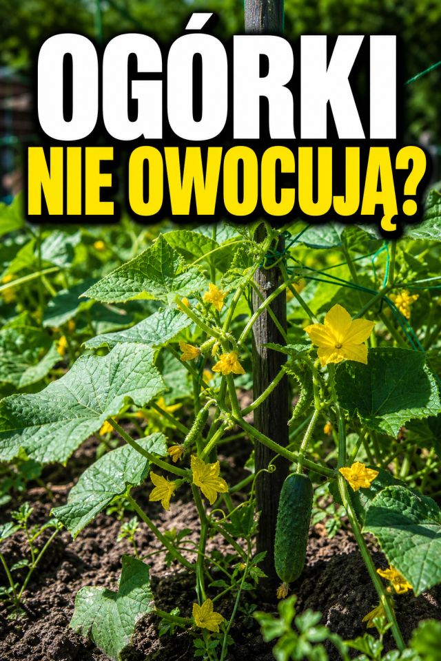 Ogórki nagle przestały owocować? W sierpniu często winny jest jeden zaniedbany szczegół