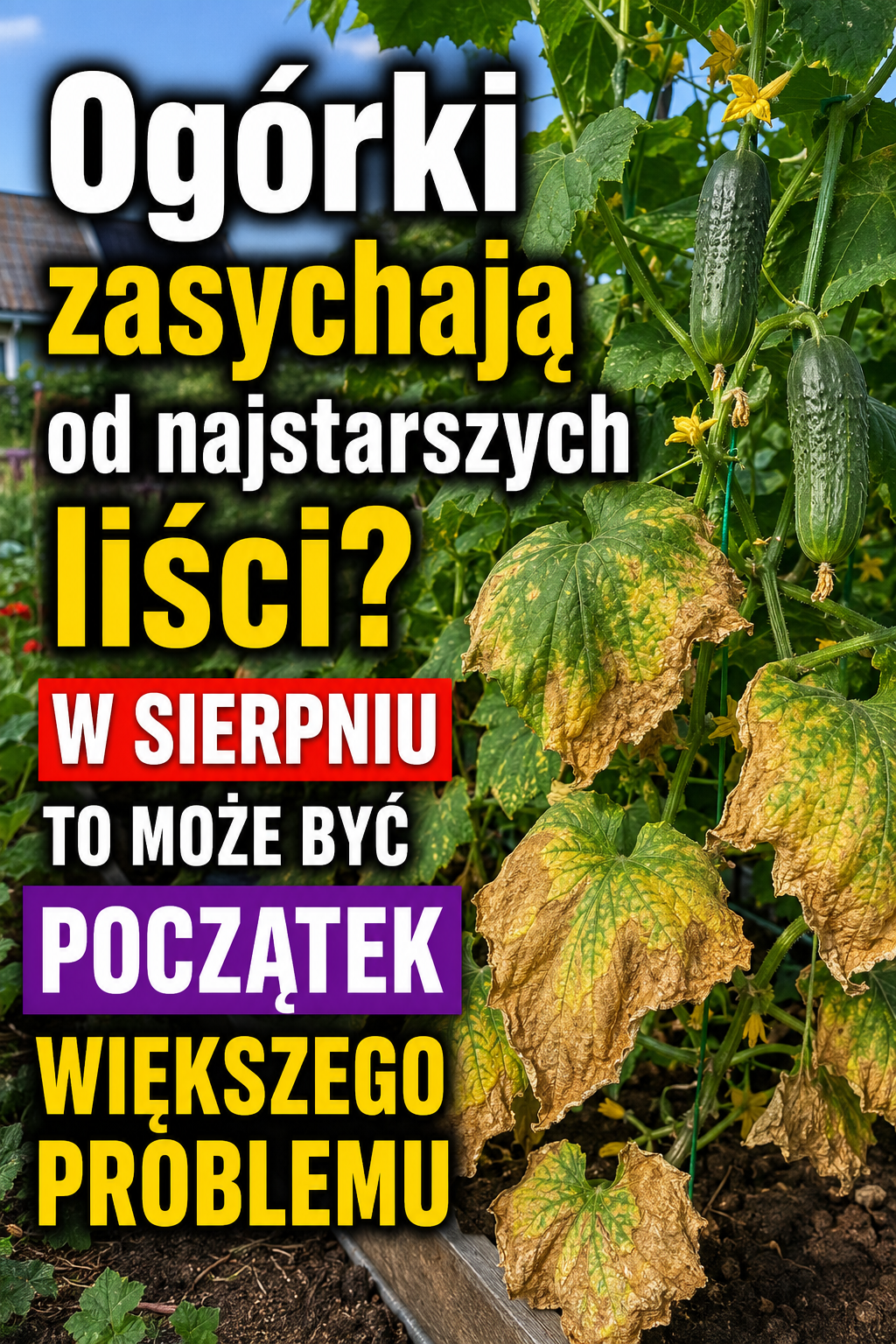 Ogórki zasychają od najstarszych liści? W sierpniu to może być początek większego problemu