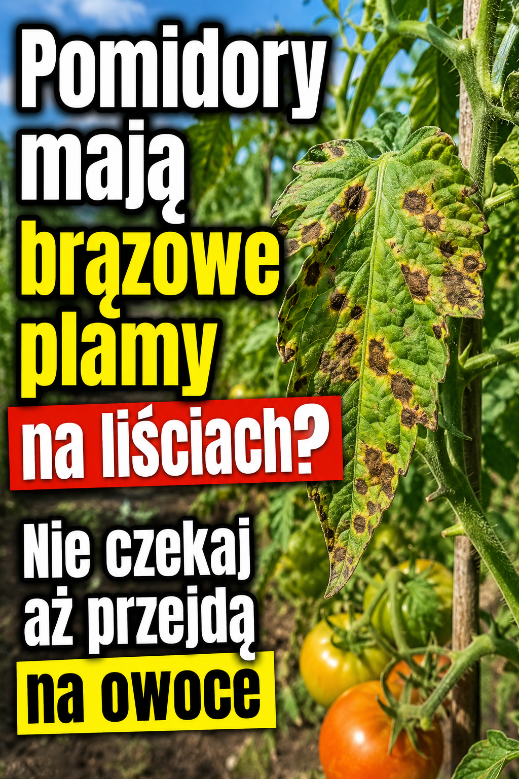 Pomidory mają brązowe plamy na liściach? Nie czekaj aż przejdą na owoce