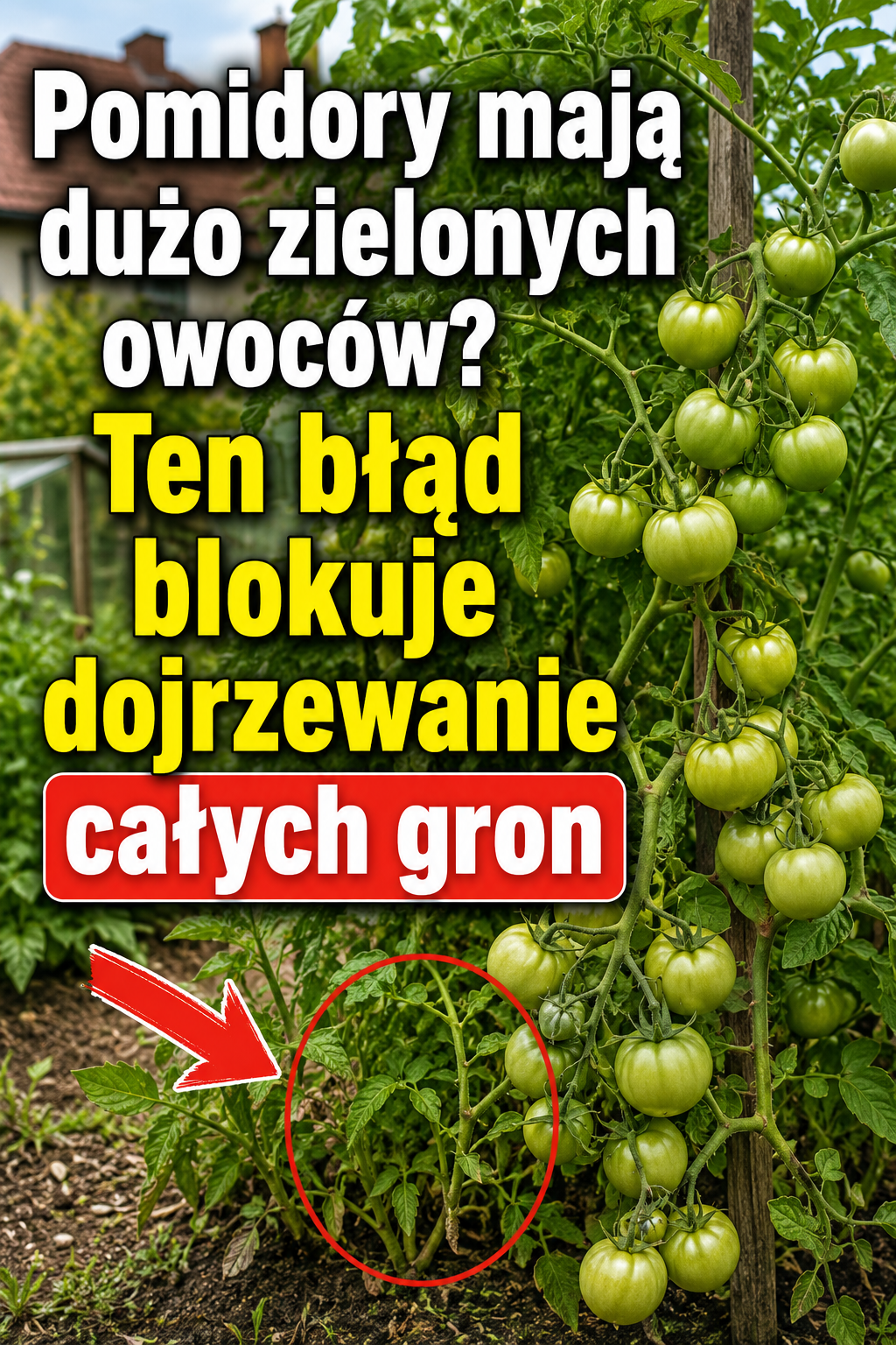Pomidory mają dużo zielonych owoców? Ten błąd blokuje dojrzewanie całych gron
