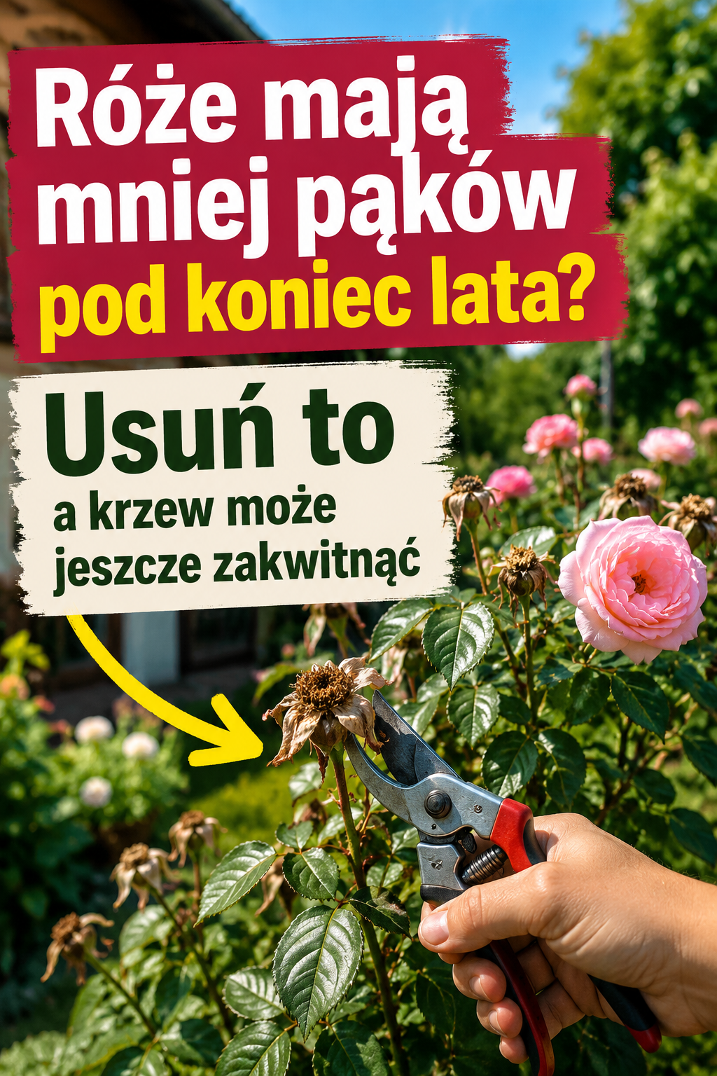 Róże mają mniej pąków pod koniec lata? Usuń to a krzew może jeszcze zakwitnąć