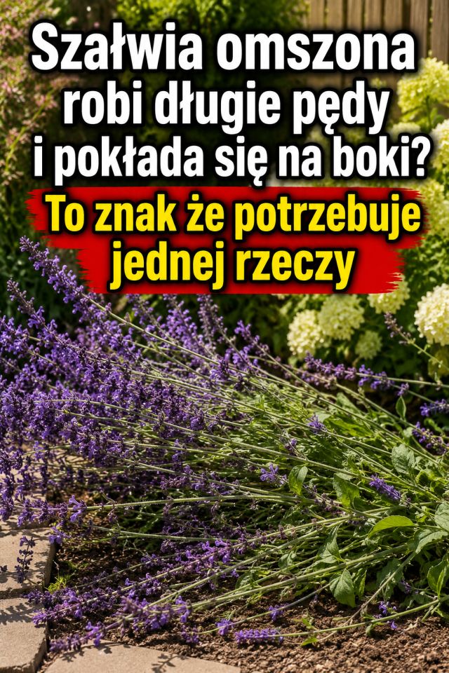 Szałwia omszona robi długie pędy i pokłada się na boki? To znak że potrzebuje jednej rzeczy