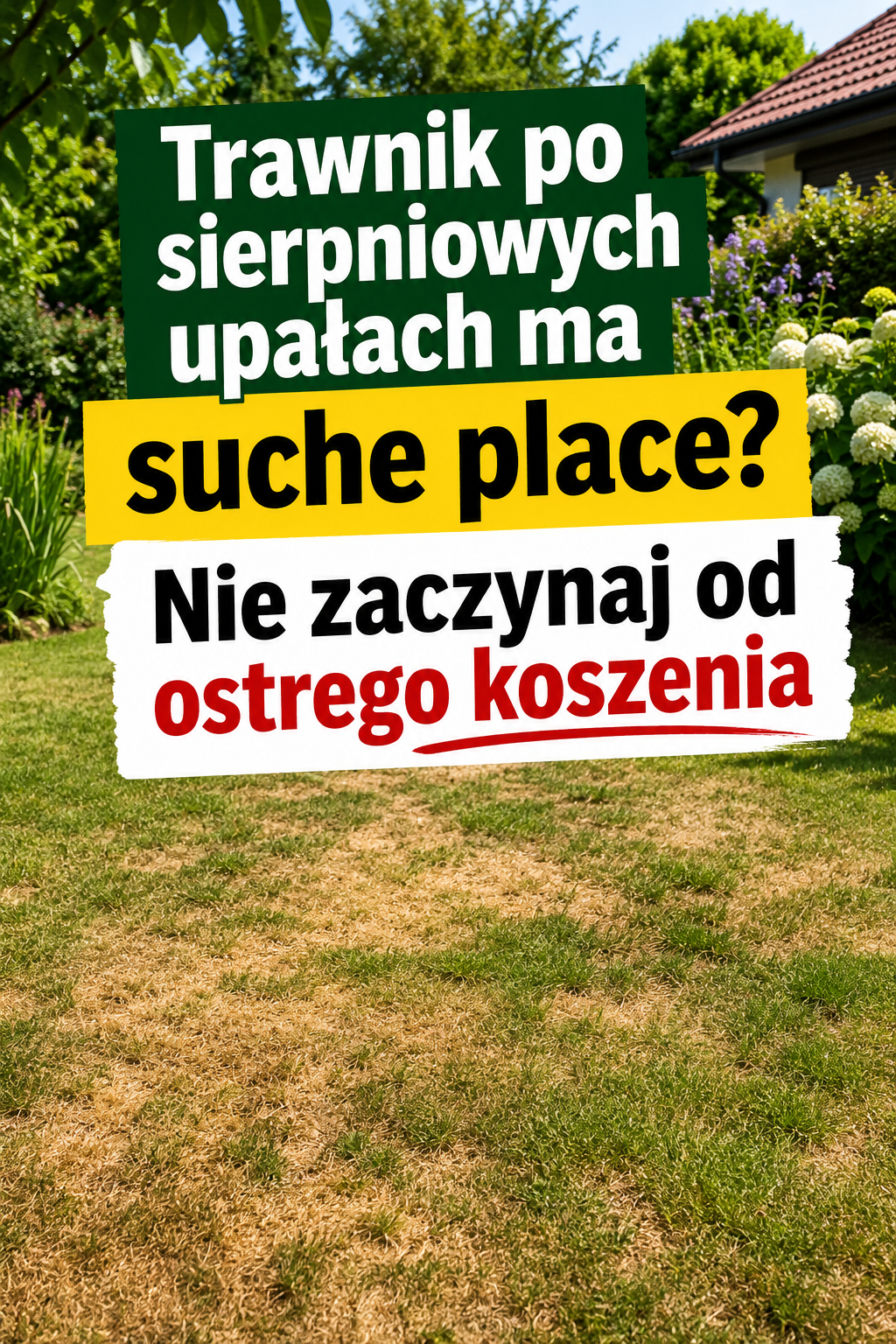 Trawnik po sierpniowych upałach ma suche place? Nie zaczynaj od ostrego koszenia