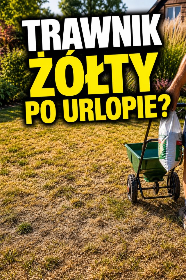 Trawnik po urlopie jest żółty i rzadki? Nie zaczynaj od mocnego nawożenia