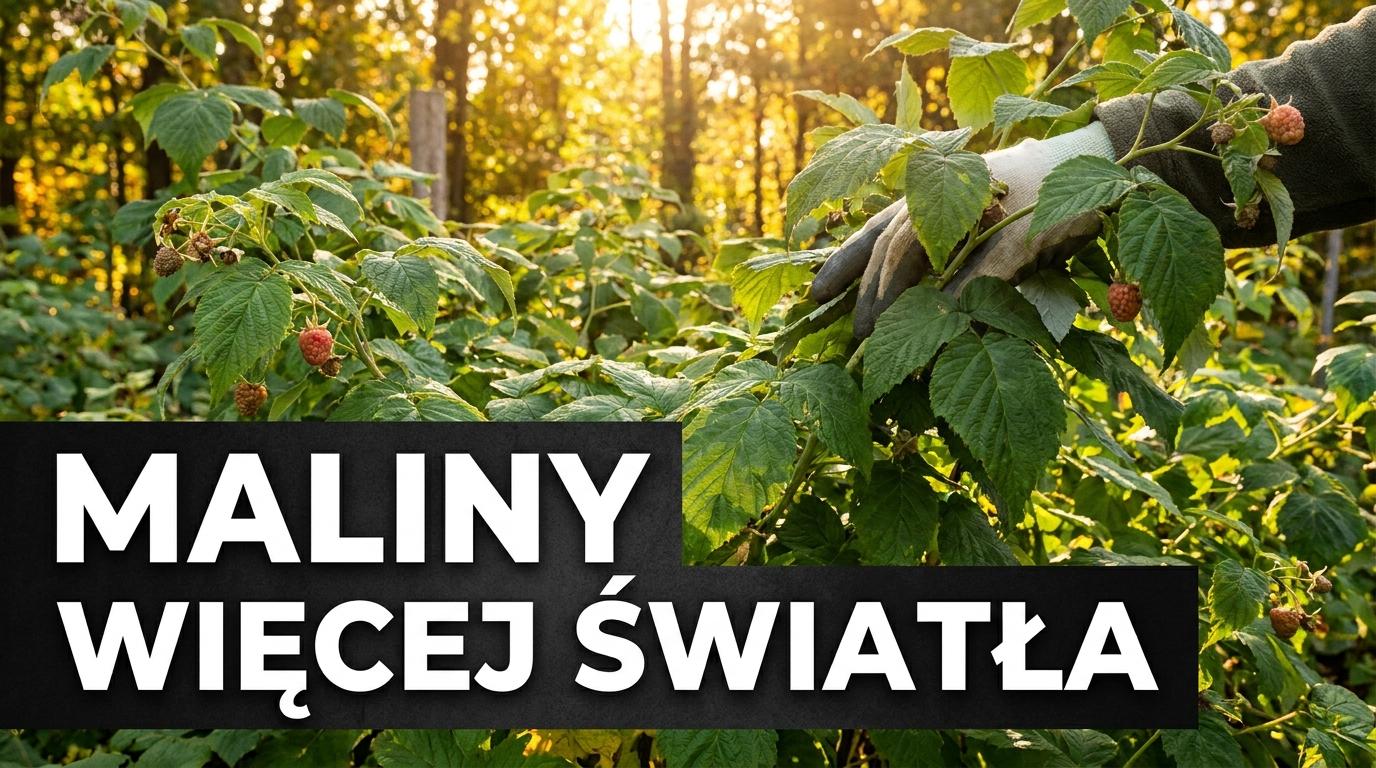 Maliny jesienne słabo owocują? Wrzesień to moment, żeby sprawdzić pędy