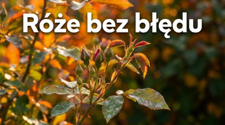 Róże we wrześniu mają jeszcze pąki? Tego błędu nie rób, jeśli chcesz je dobrze przezimować