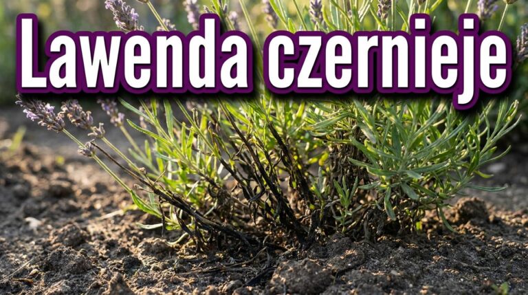 Lawenda po deszczu robi się czarna przy ziemi? To znak że trzeba zmienić jedną rzecz