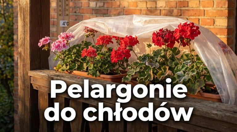 Pelargonie nadal kwitną? Tak przedłużysz ich sezon nawet do pierwszych chłodów