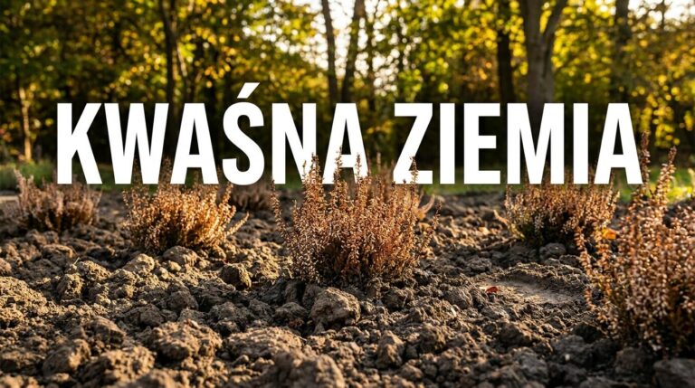 Nie sadź wrzosów w zwykłej ziemi z ogrodu. Przez to mogą zmarnieć w kilka tygodni