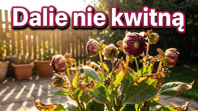 Dalie mają pąki ale nie otwierają kwiatów? Sprawdź podlewanie i miejsce po upałach