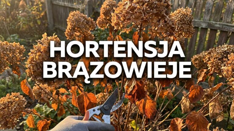 Hortensja we wrześniu zaczyna brązowieć? Sprawdź czy to normalne, czy błąd w pielęgnacji