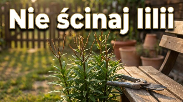 Lilie po kwitnieniu wyglądają nieestetycznie? Nie ścinaj wszystkiego zbyt wcześnie