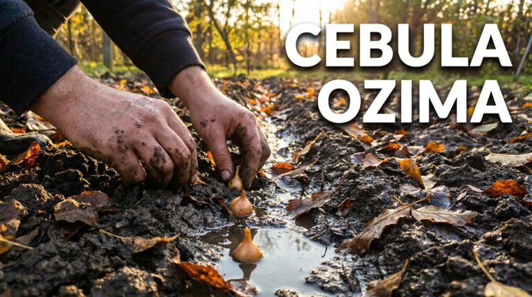 Cebula ozima we wrześniu: jeden błąd przy sadzeniu może zniszczyć cały plon