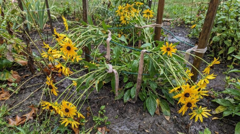 Rudbekie pokładają się po deszczu? Tak uratujesz rabatę bez wycinania kwiatów