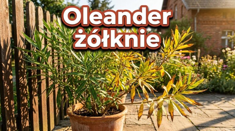Oleander ma żółte liście po wystawieniu na słońce? Nie zawsze oznacza to chorobę