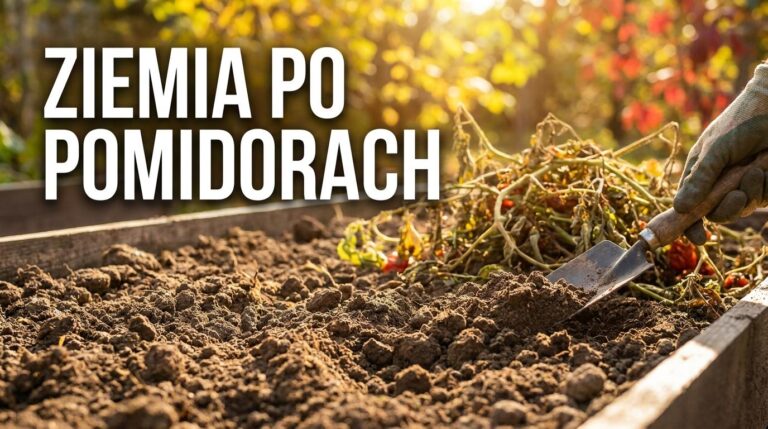 Ziemia po pomidorach jest zmęczona? Tak przygotujesz ją pod kolejny sezon
