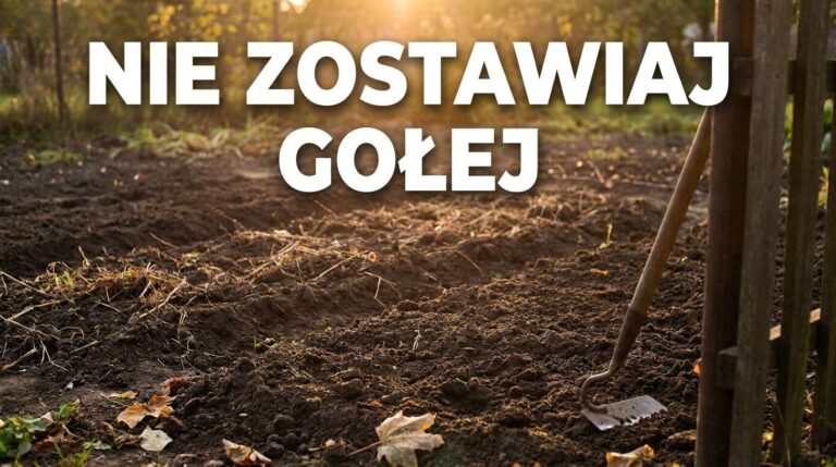 Nie przekopuj pustych grządek bez planu. We wrześniu lepiej zrobić jedną rzecz
