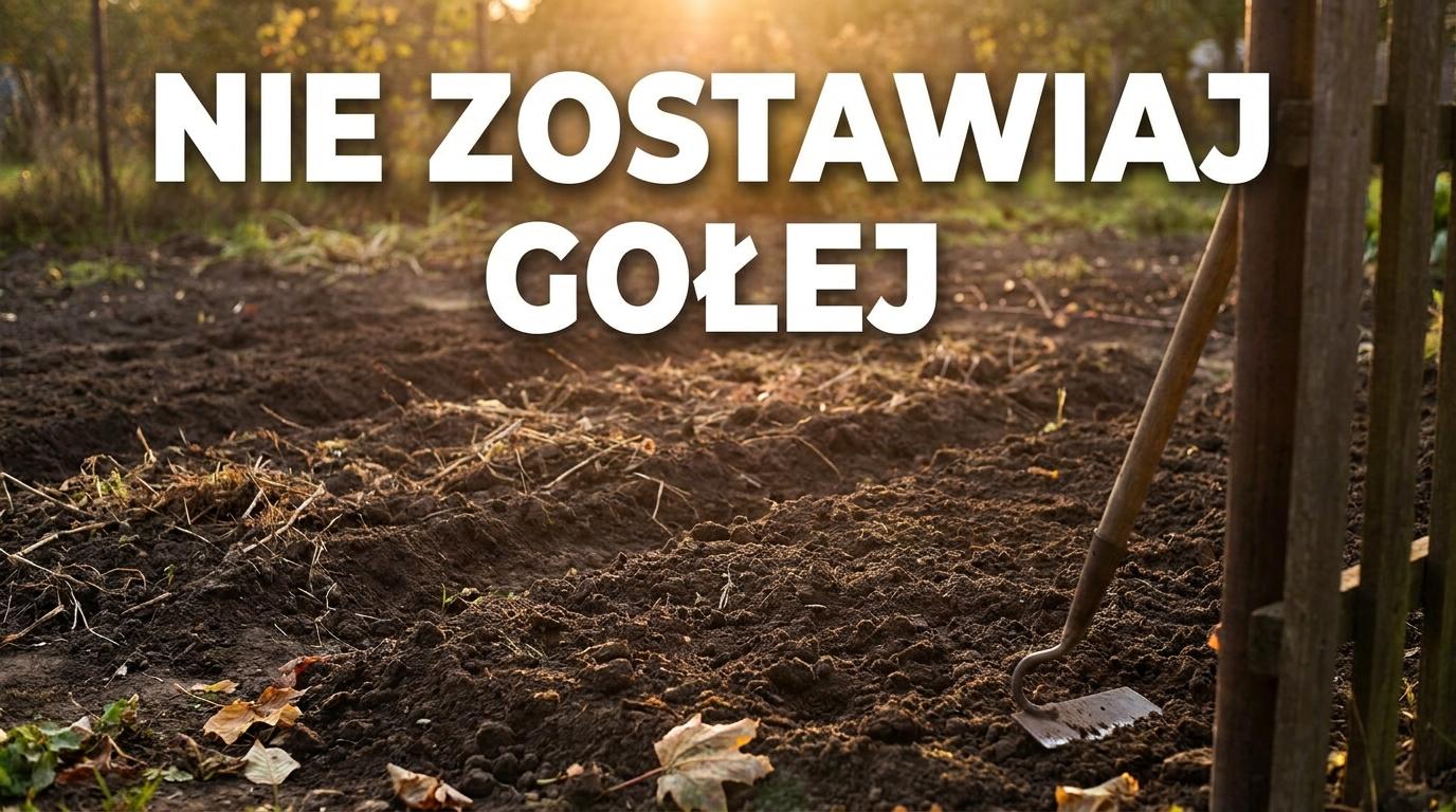 Nie przekopuj pustych grządek bez planu. We wrześniu lepiej zrobić jedną rzecz