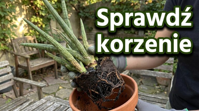 Zamiokulkas marszczy łodygi ale ziemia jest mokra? To sygnał którego nie wolno ignorować