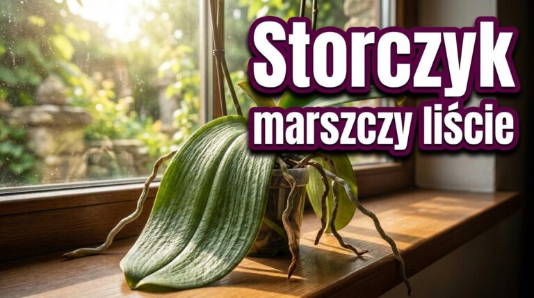 Storczyk po upałach ma pomarszczone liście? Zanim podlejesz sprawdź korzenie