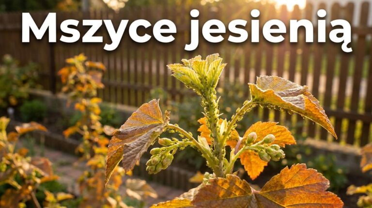 Mszyce na różach i kwiatach jesienią? Nie ignoruj ich przed zimą