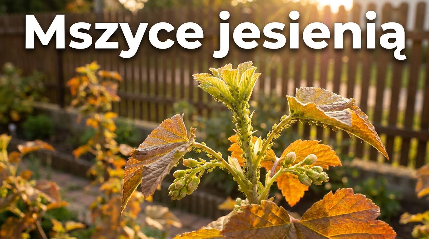 Mszyce na różach i kwiatach jesienią? Nie ignoruj ich przed zimą