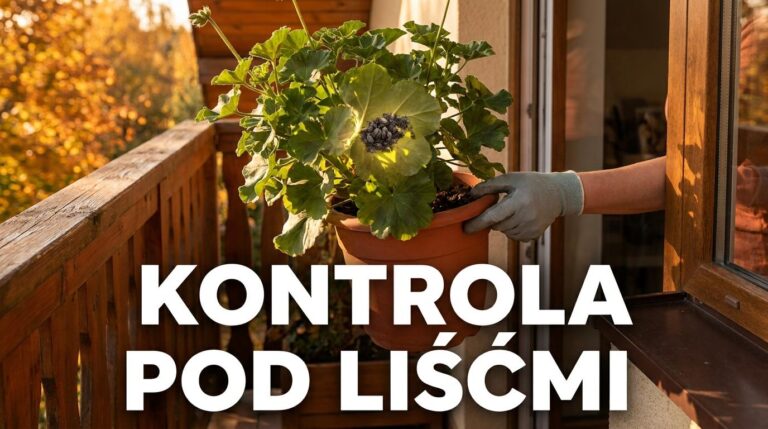 Rośliny doniczkowe wracają z balkonu do domu? Najpierw sprawdź je pod liśćmi