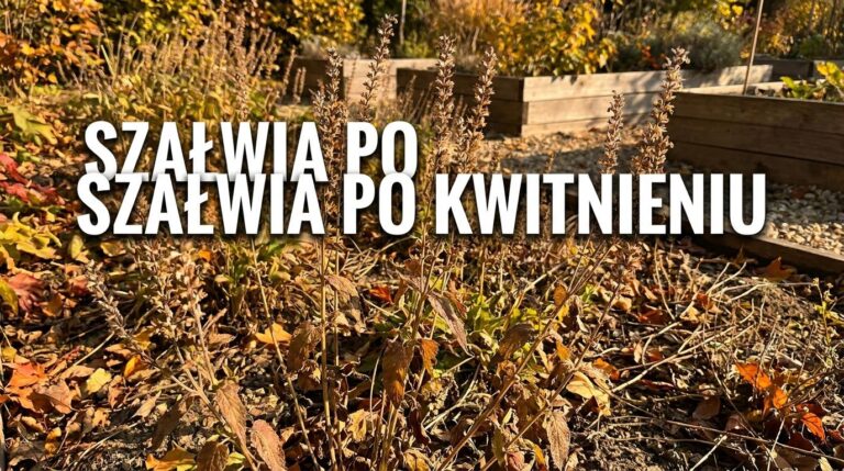 Szałwia omszona przekwitła drugi raz? Zrób to teraz, żeby dobrze weszła w kolejny sezon
