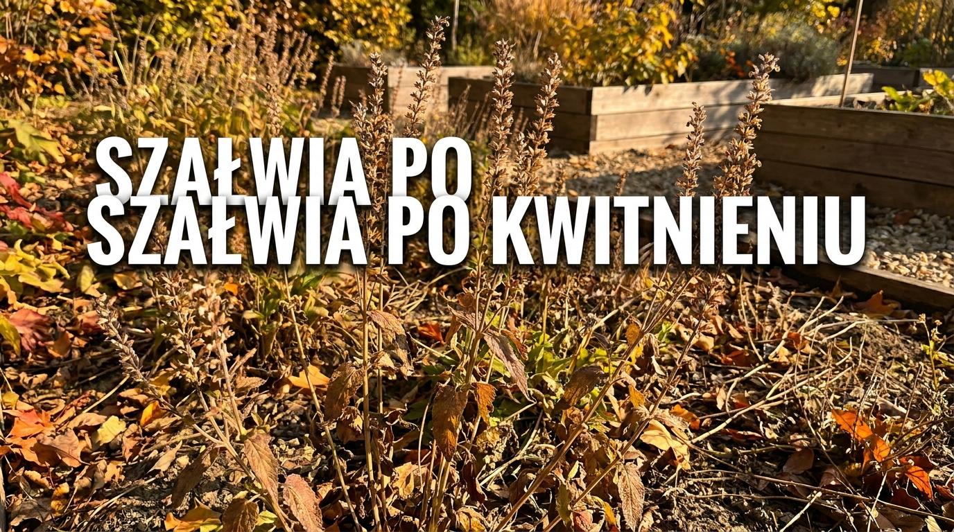 Szałwia omszona przekwitła drugi raz? Zrób to teraz, żeby dobrze weszła w kolejny sezon