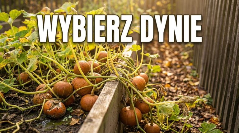 Dynia ma dużo owoców, ale nie wszystkie zdążą dojrzeć. Które zostawić, a które usunąć?