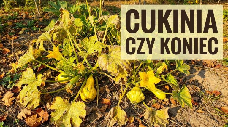 Cukinia jeszcze kwitnie we wrześniu? Sprawdź, czy warto dalej ją prowadzić